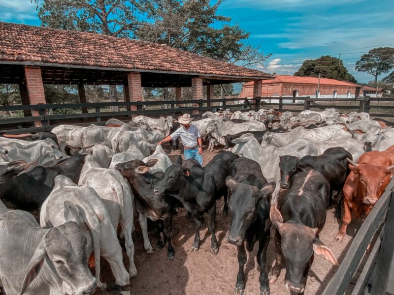 Curso Pecuária Lucrativa funciona mesmo